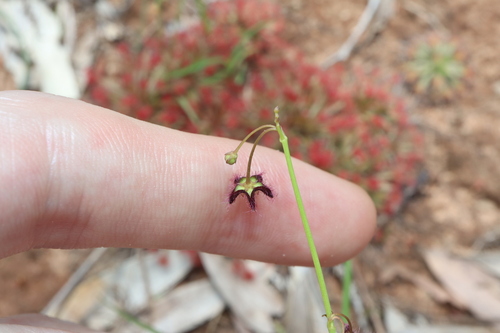 Ceropegia glabriflora