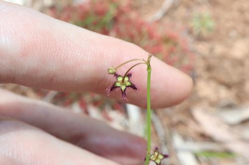 Ceropegia glabriflora
