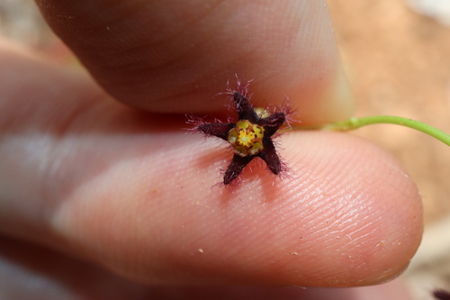 Ceropegia glabriflora