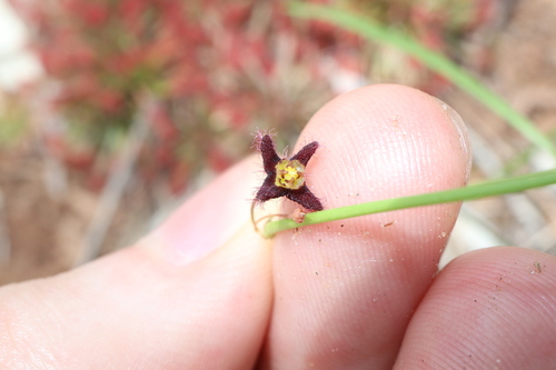 Ceropegia glabriflora