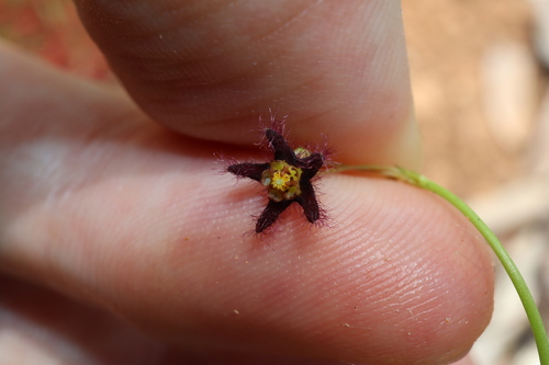 Ceropegia glabriflora