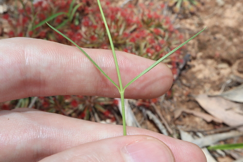 Ceropegia glabriflora