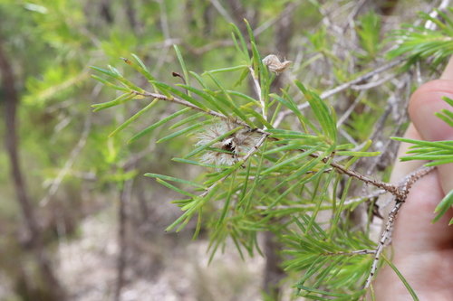 Image of Verticordia cunninghamii by (c) Thomas Mesaglio, some rights reserved (CC BY)