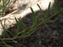 Erigeron inornatus