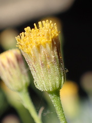 Erigeron inornatus