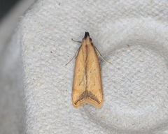 Dichomeris heriguronis
