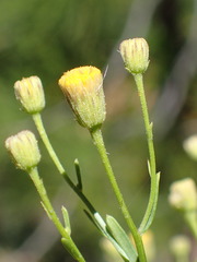 Erigeron inornatus