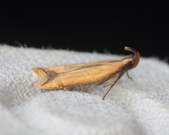 Dichomeris heriguronis