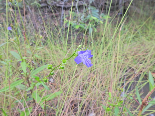 Image of Artanema fimbriatum by (c) Scott W. Gavins, some rights reserved (CC BY)