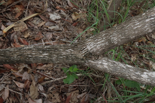 Image of Premna acuminata by (c) Thomas Mesaglio, some rights reserved (CC BY)