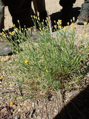 Erigeron inornatus