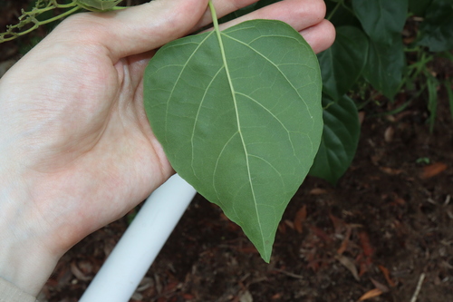 Image of Premna acuminata by (c) Thomas Mesaglio, some rights reserved (CC BY)