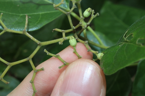 Image of Premna acuminata by (c) Thomas Mesaglio, some rights reserved (CC BY)