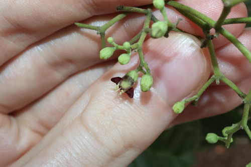 Image of Premna acuminata by (c) Thomas Mesaglio, some rights reserved (CC BY)