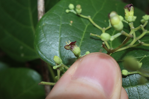 Image of Premna acuminata by (c) Thomas Mesaglio, some rights reserved (CC BY)