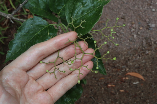 Image of Premna acuminata by (c) Thomas Mesaglio, some rights reserved (CC BY)