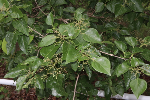 Image of Premna acuminata by (c) Thomas Mesaglio, some rights reserved (CC BY)
