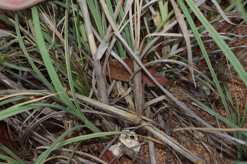 Image of Spinifex longifolius by (c) Thomas Mesaglio, some rights reserved (CC BY)