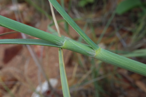 Image of Spinifex longifolius by (c) Thomas Mesaglio, some rights reserved (CC BY)
