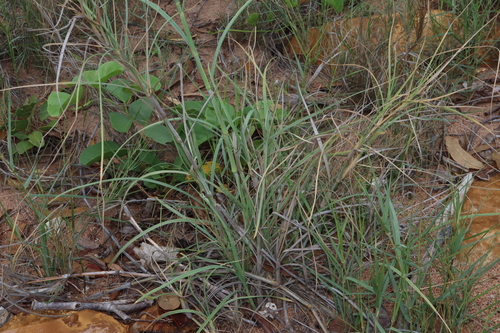 Image of Spinifex longifolius by (c) Thomas Mesaglio, some rights reserved (CC BY)