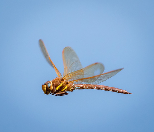 Brown Hawker
