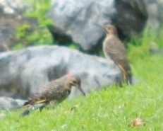 Colaptes auratus auratus