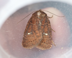 Pseudorthodes vecors