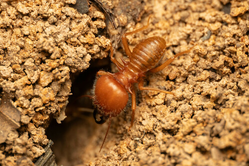 Syntermes aculeosus