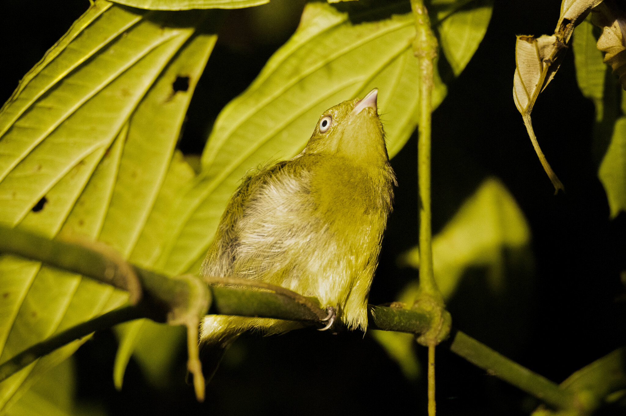 Wire-tailed Manakin (Pipra filicauda), photo 7
