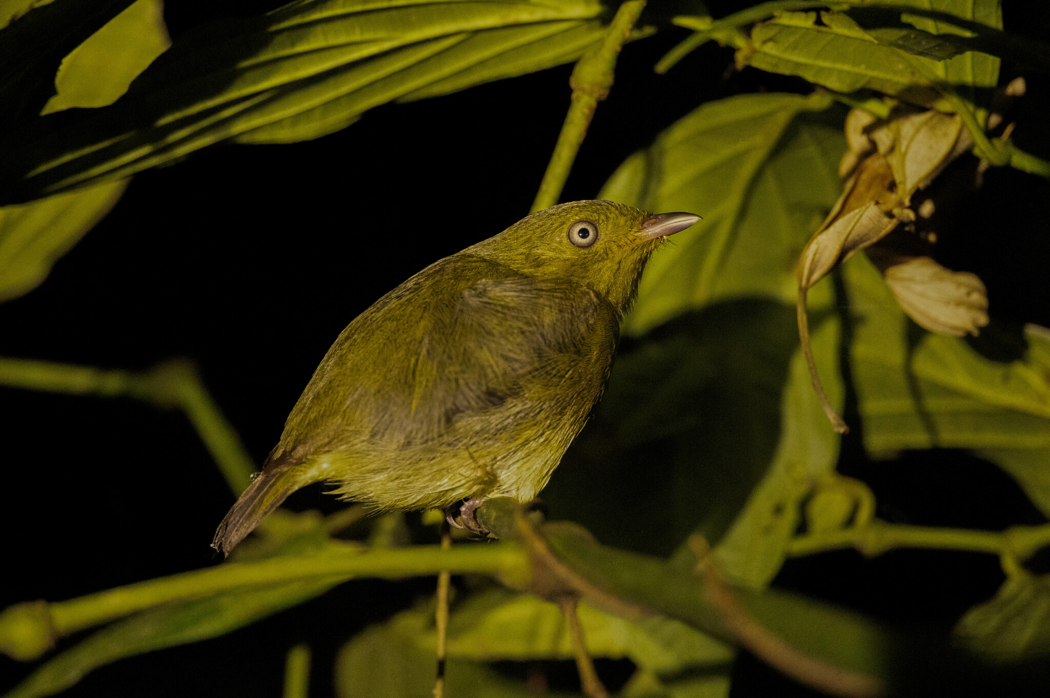 Wire-tailed Manakin (Pipra filicauda), photo 6