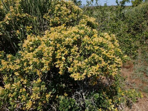 Image of Pteronia divaricata by no rights reserved