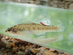 Etheostoma tallapoosae