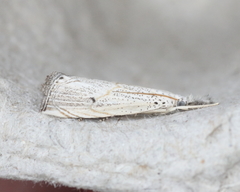 Haimbachia albescens