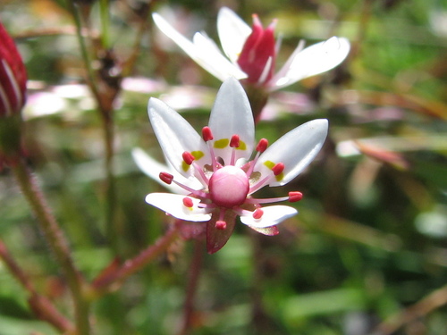 Saxifraga laciniata iNat (2)