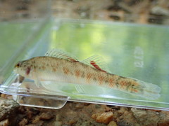 Etheostoma tallapoosae