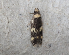 Oegoconia deauratella