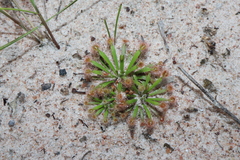 Drosera fulva