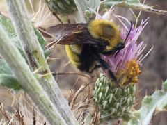 Bombus morrisoni