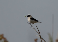 Oenanthe hispanica