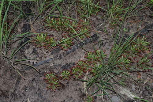 Drosera fulva (Drosera fulva)