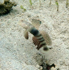 Leptocephalus Prawn-Goby photo 4