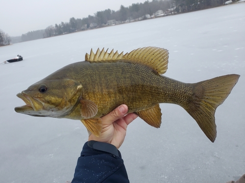 Smallmouth Bass