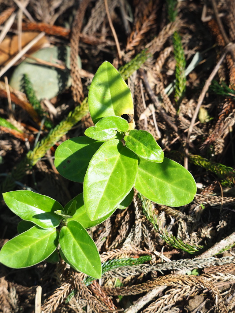 Vincetoxicum hirsutum; photograph 葉子, CC0, iNaturalist via GBIF