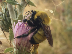 Bombus morrisoni