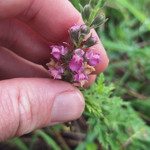 Image of Teucrium daucoides by (c) Greg Tasney, some rights reserved (CC BY-SA)