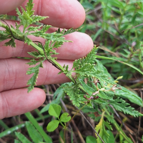 Image of Teucrium daucoides by (c) Greg Tasney, some rights reserved (CC BY-SA)
