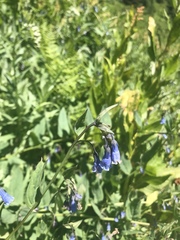 Mertensia paniculata