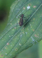 Cylindera subtilesignata