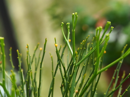 Psilotum nudum