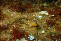Microlipophrys canevae
